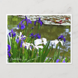 Rabbitear Iris Vykort