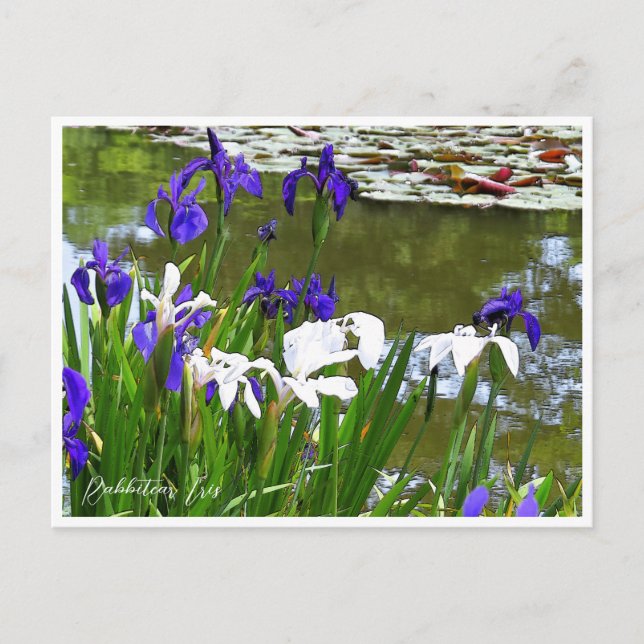 Rabbitear Iris Vykort (Framsida)