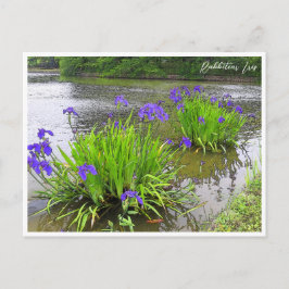 Rabbitear Iris Vykort