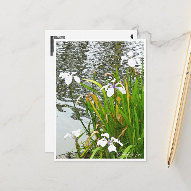 Rabbitear Iris Vykort (Fram/Back In Situ)