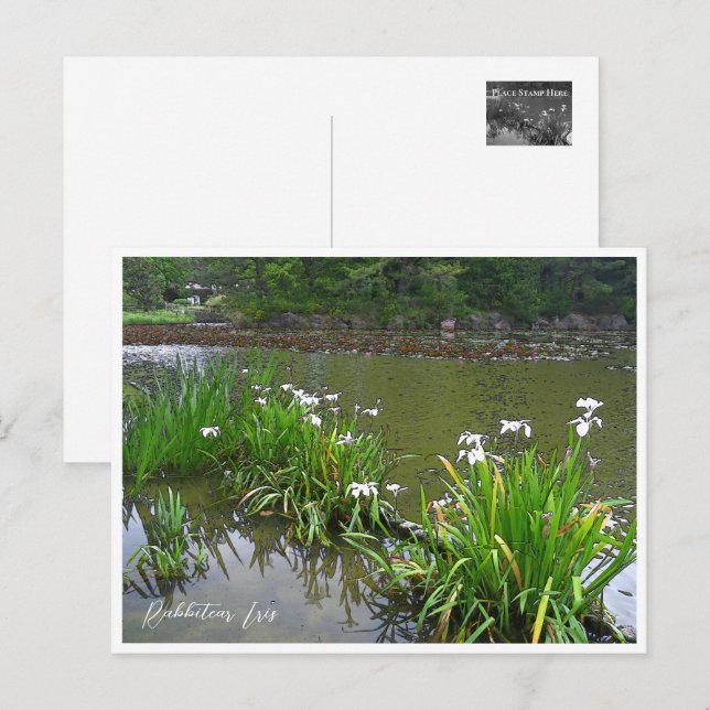 Rabbitear Iris Vykort (Fram/baksida)