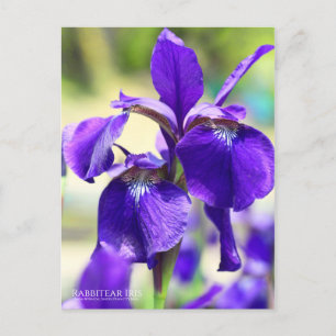 Rabbitear Iris [vykort] Vykort