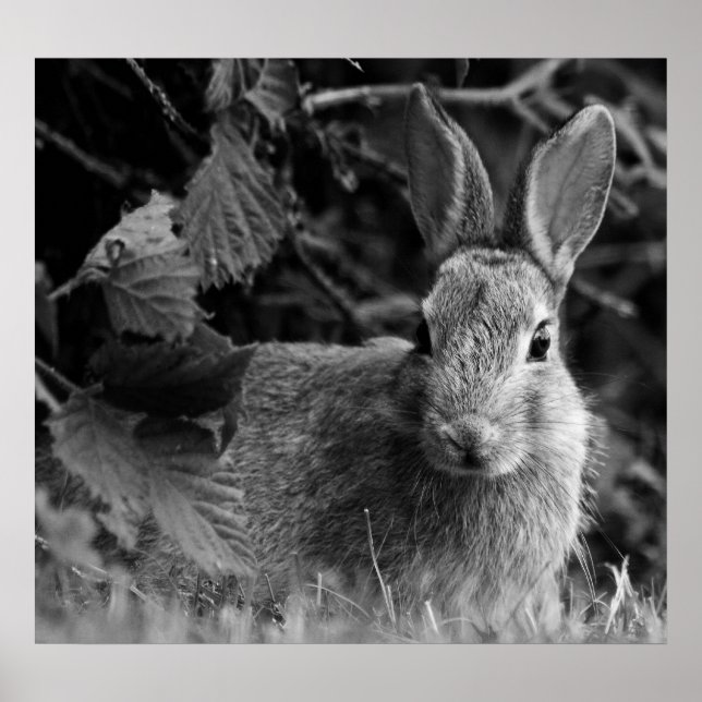 RabbitMono Poster (Framsidan)