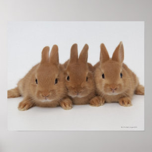 Rabbits.Netherland-Dwarfs. Poster