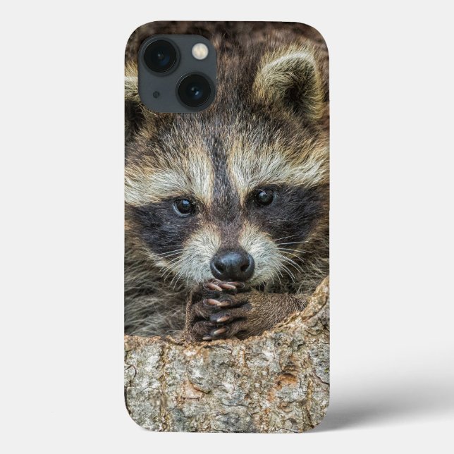 Raccon Nestled Inside a Träd Hollow (Baksida)