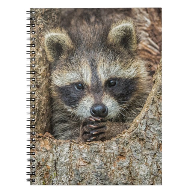 Raccon Nestled Inside a Träd Hollow Anteckningsbok (Framsidan)