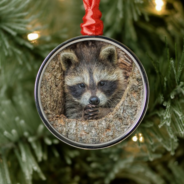 Raccon Nestled Inside a Träd Hollow Julgransprydnad Metall (Träd)