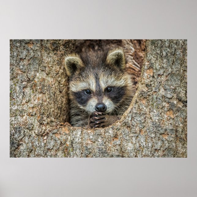 Raccon Nestled Inside a Träd Hollow Poster (Framsidan)