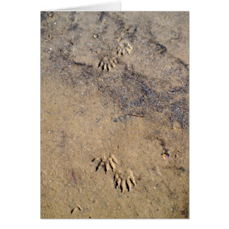 Raccon Tracks on Caladesi Island Beach Hälsningskort