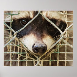 RACCON VÄRDE POSTER