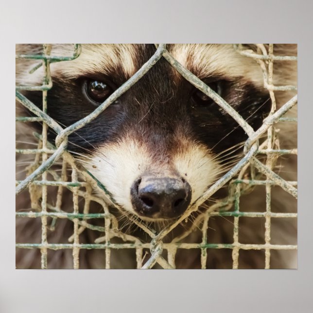 RACCON  VÄRDE POSTER (Framsidan)