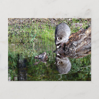Racconreflektion Vykort
