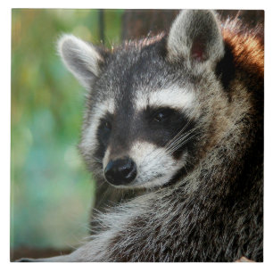 Raccoon 001 kakelplatta