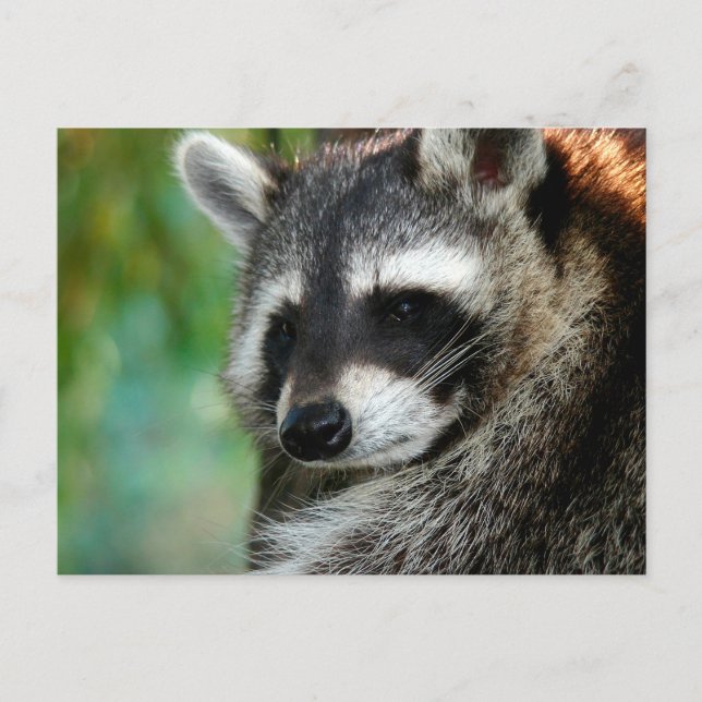 Raccoon 001 vykort (Framsida)