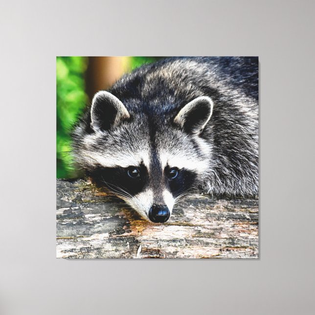 Raccoon 003 canvastryck (Framsida)