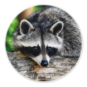 Raccoon 003 knopp