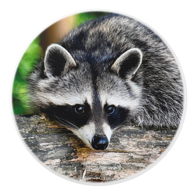 Raccoon 003 knopp (Framsidan)