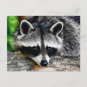 Raccoon 003 vykort