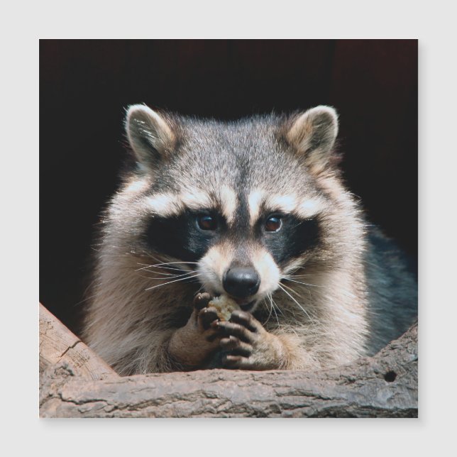 Raccoon 004 (Framsida)