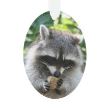 Raccoon 004
