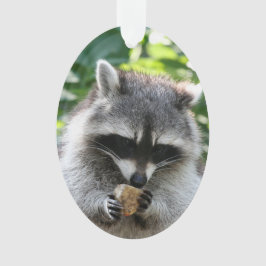 Raccoon 004