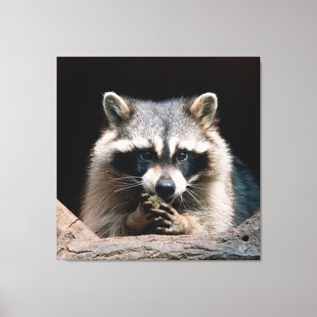 Raccoon 004 canvastryck (Framsida)