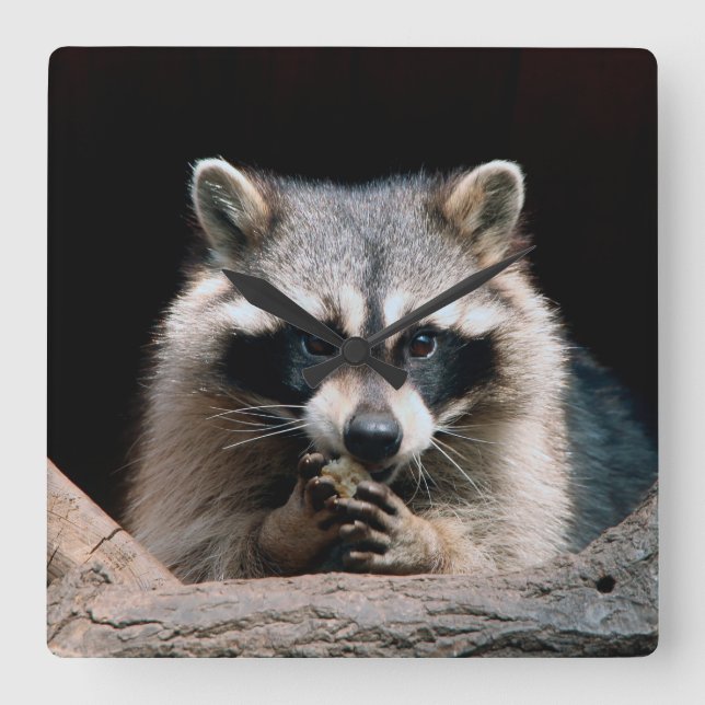 Raccoon 004 fyrkantig klocka (Framsida)