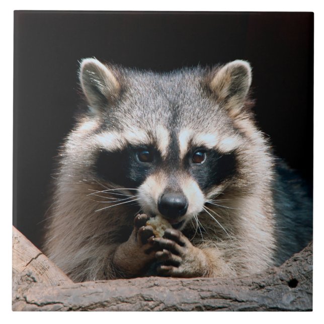 Raccoon 004 kakelplatta (Framsidan)