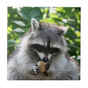 Raccoon 004 kakelplatta