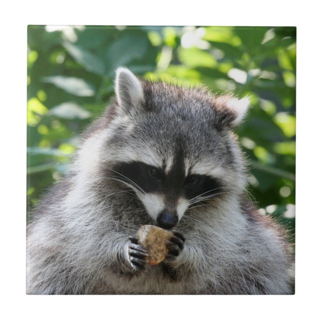 Raccoon 004 kakelplatta (Framsidan)