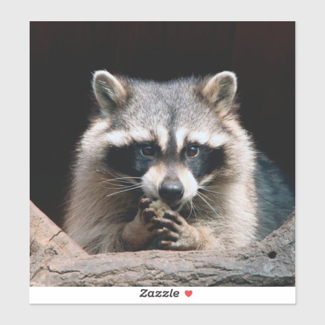 Raccoon 004 klistermärken (Ark)