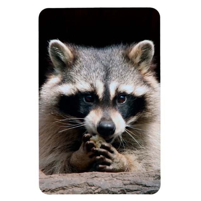 Raccoon 004 magnet (Vertikal)