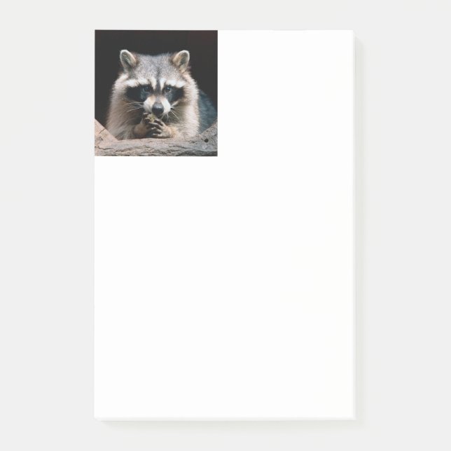 Raccoon 004 post-it block (Framsida)