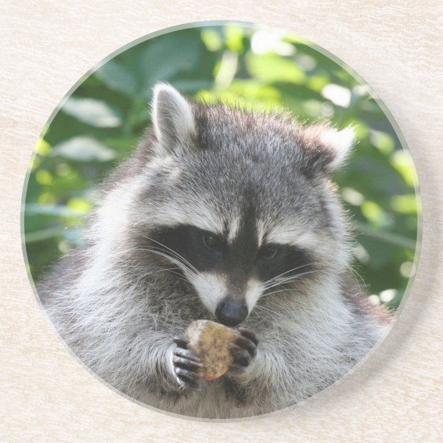 Raccoon 004 underlägg sandsten (Framsidan)
