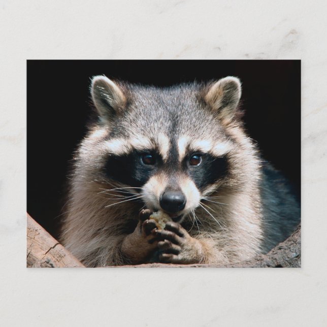 Raccoon 004 vykort (Framsida)