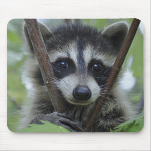 Raccoon - #1005 musmatta