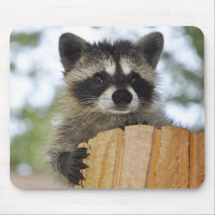 raccoon - #1007 musmatta
