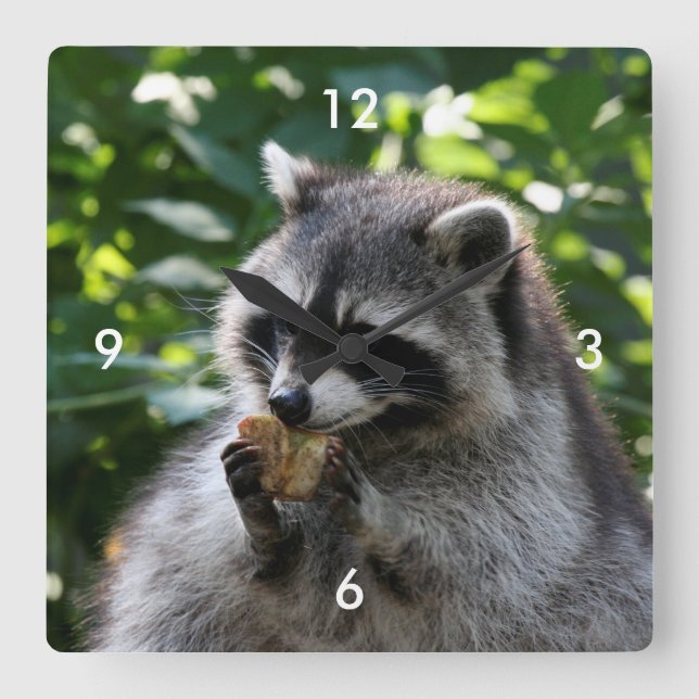Raccoon_2015_0116 Fyrkantig Klocka (Framsida)