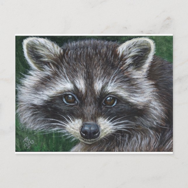 Raccoon #3 vykort (Framsida)