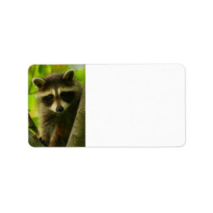 raccoon adressetikett