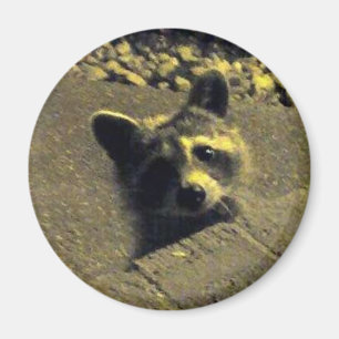 Raccoon~-ansikte av en ängel magnet
