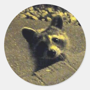 Raccoon ~ Ansikte i en ängel Runt Klistermärke