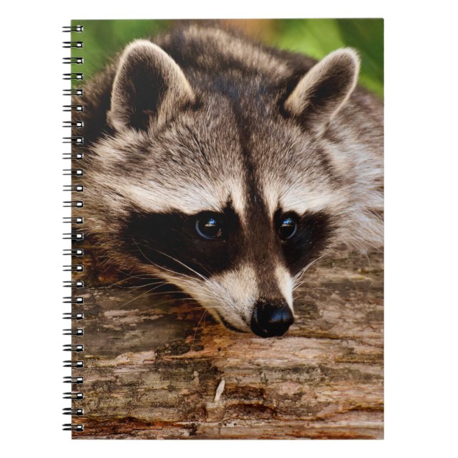 Raccoon Anteckningsbok (Framsidan)