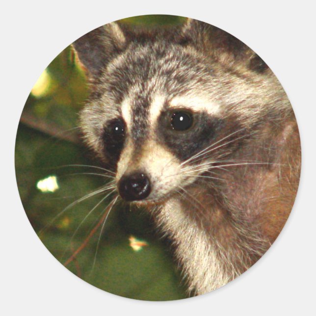 Raccoon "Bandit" Sticker Runt Klistermärke (Framsida)