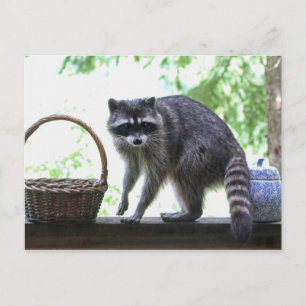 Raccoon Bild Vykort