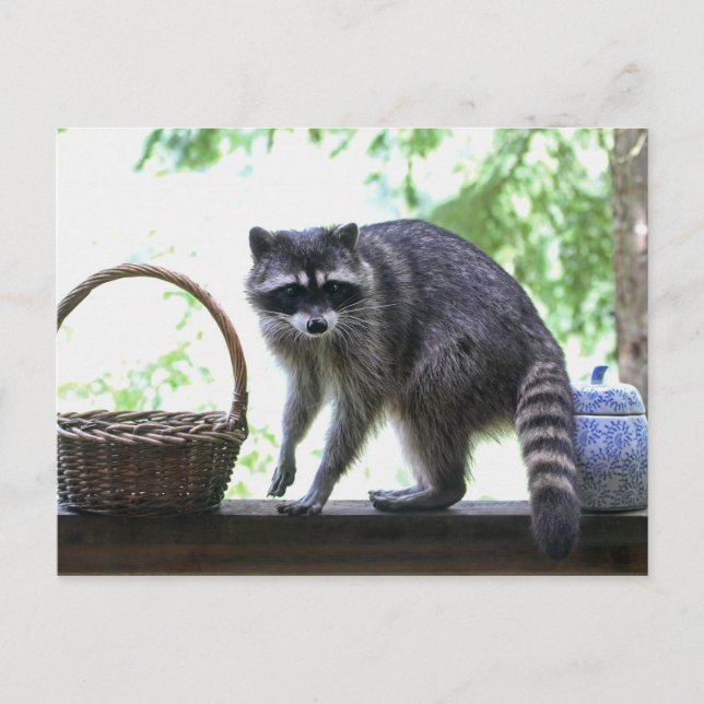 Raccoon Bild Vykort (Framsida)