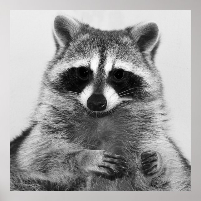 Raccoon Black and White Porträtt Poster (Framsidan)