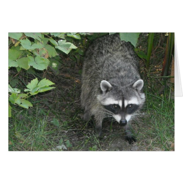 Raccoon - blank OBS kort (Framsidan Horizontal)