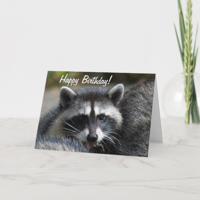Raccoon Close-Up Card Kort (Framsida)