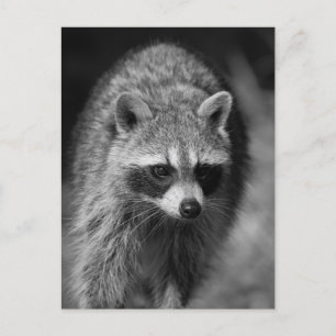 Raccoon Close Up Porträtt - Wildlife Photography Vykort